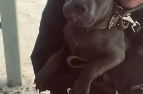 Пропала собака в Минусинске, Красноярск - photo