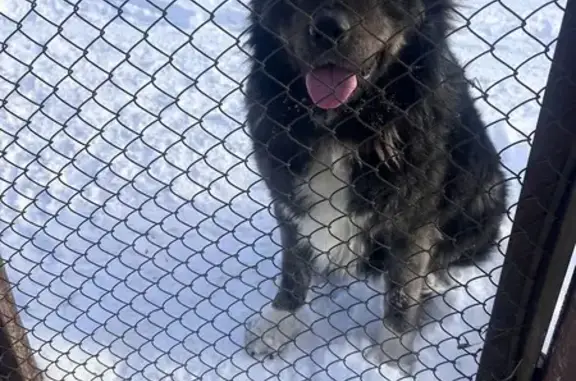 Найдена собака, Краснооктябрьское, фото: Щенок найден в Краснооктябрьском, Адыгея