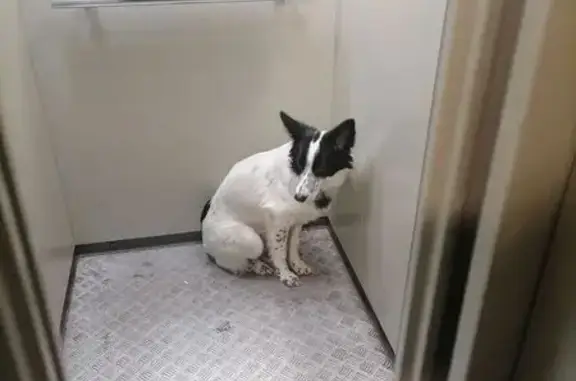 Найдена собака, Красноярск, фото: Собака найдена на Павлова 37А, Красноярск