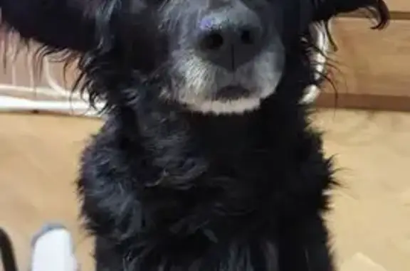 Найден черный спаниель, пр. Сиверса, 2Е - photo