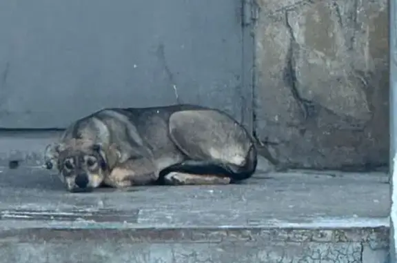 Пропала собака, ул. Щорса, 9, Новороссийск - photo