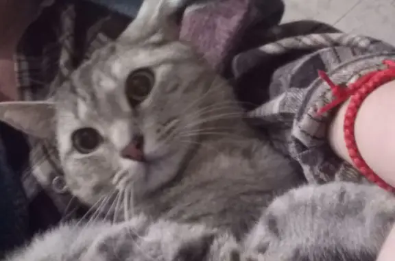 Найдена кошка, Дзержинск, фото: Кошка найдена: пр. Циолковского, 3