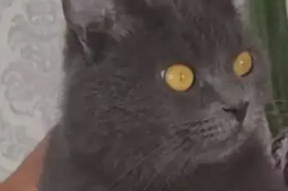 Кошки потеряшки, Юхнов, фото: Потеряшка серый кот, Юхнов, Калужская обл.