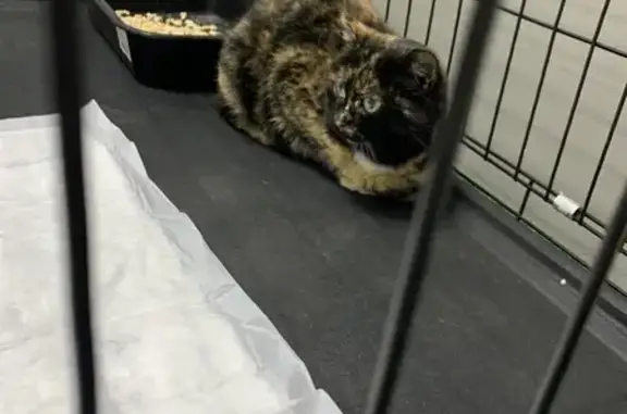 Объявления о пропавших и найденных животных, Абакан, фото: Найдена кошка, Абакан, ул. Кошурникова