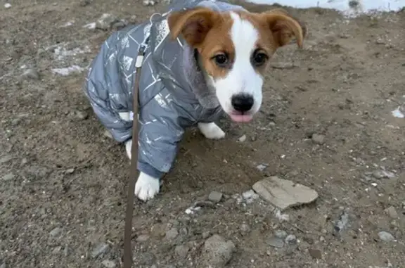 Пропал щенок в Нижнем Саянтуе, Бурятия - photo