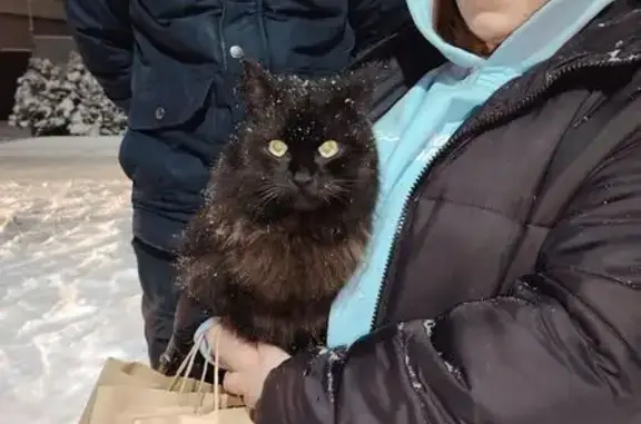 Найдена кошка, Ростов-на-Дону, фото: Кошка найдена на ул. Кропоткина, Ростов-на-Дону