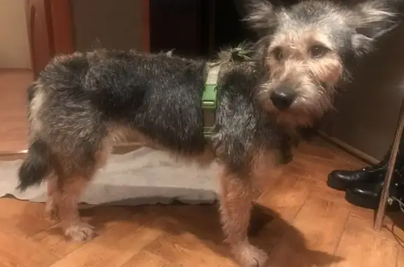 Пропала собака, Знамя Октября, Москва - photo