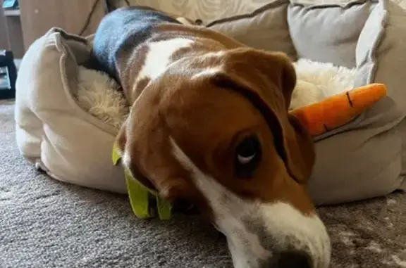 Найдена собака, Анапа, фото: Щенок бигль найден: Солнечная 38 к6, Анапа