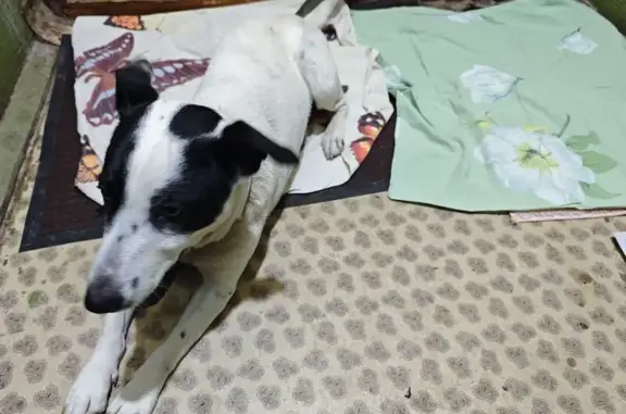 Найдена собака, Ногинск, фото: Найдена собака, ул. Леснова, Ногинск