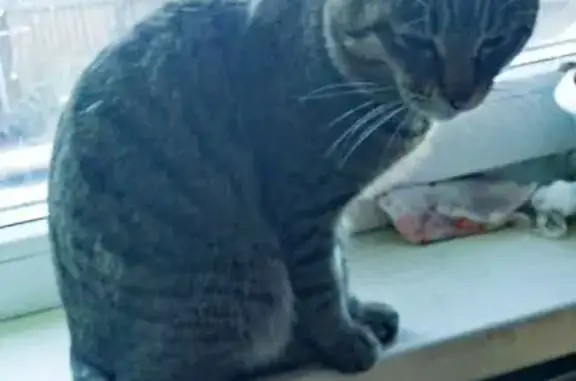 Кошки потеряшки, Чита, фото: Потеряшка кошка, Полевая 23, Чита