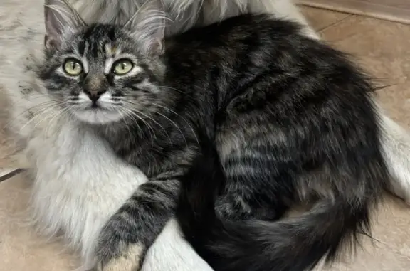 Пропала кошка, Рыбацкий пер., 9, Невинномысск - photo