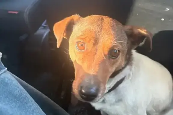 Найдена собака, Берёзовый, фото: Собака найдена: Целиноградская, 1, Берёзовый