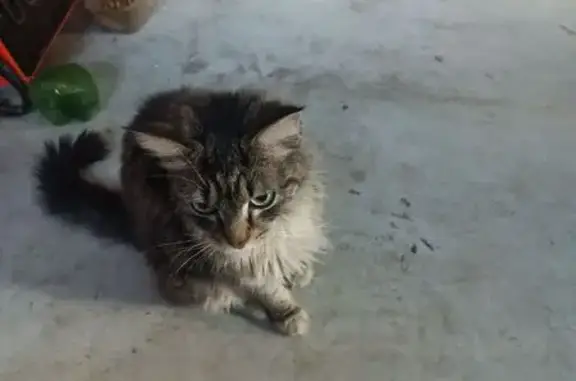 Найдена кошка, Павловское, фото: Кошка найдена: Вокзальная ул., 19Б, Павловское
