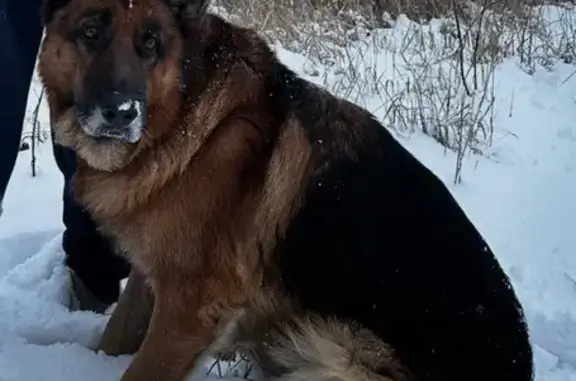 Собаки потеряшки, Зубков, фото: Потеряшка овчарка, Зубков, Курская область