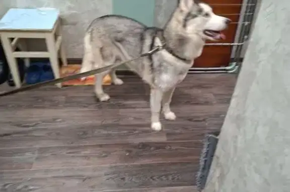 Найдена собака, Балахна, фото: Хаска найдена: пр. Дзержинского, 2В, Балахна