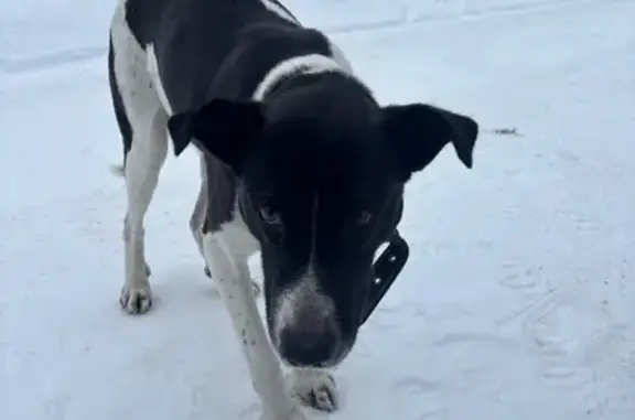 Найдена собака, Калуга, фото: Найдена собака, Калуга, Калужская обл.