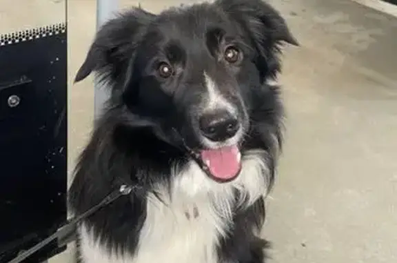 Пропала собака в Игнатово, Новосветская 7 - photo