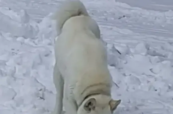 Пропала собака, 19Б Ваулино - photo