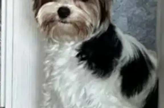 Пропала собака на 5-й просеке, 143, Самара - photo