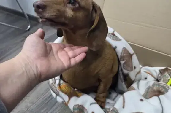 Пропала такса, ул. Дзержинского, 36 - photo