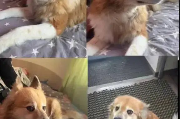 Найдена собака, Красноярск, фото: Собака найдена: Красноярск, Красноярский край