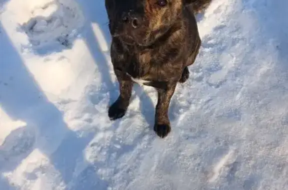 Найдена собака, Грачевка, фото: Собака найдена: Центр. ул., 17, Грачёвка