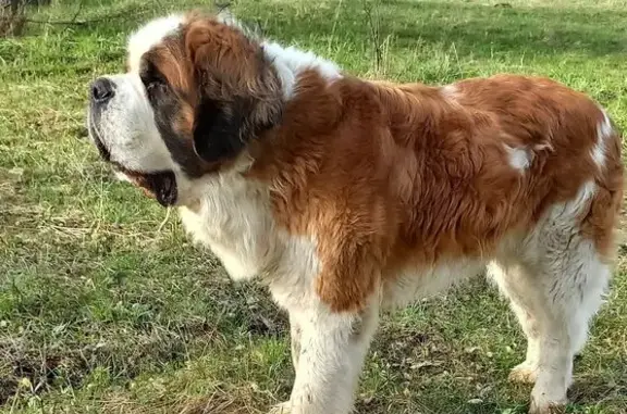 Пропала собака, ул. Полетаева, Златоуст - photo