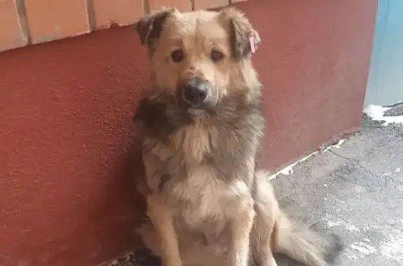 Найдена собака, Волгоград, фото: Собака найдена, ул. Рокоссовского, Волгоград