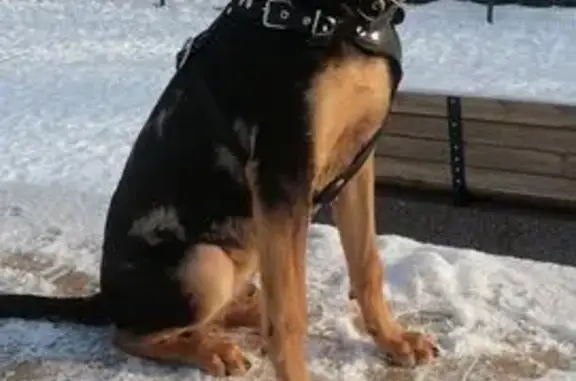 Пропала собака, Свободная ул., Усмань - photo