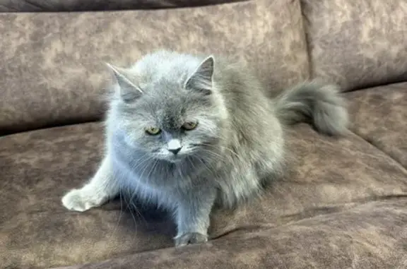 Найдена кошка, Брянск, фото: Кошка найдена на Московском проспекте, Брянск