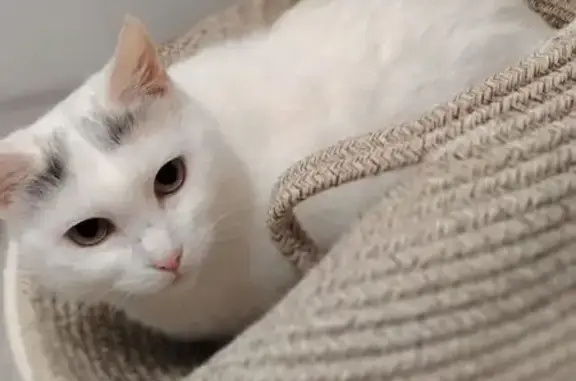 Найденные животные Краснодар, фото: Кошка найдена: пр. Чекистов, Краснодар