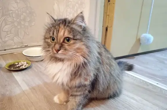 Найдена кошка, Новочебоксарск, фото: Найдена кошка, Советская ул., Новочебоксарск