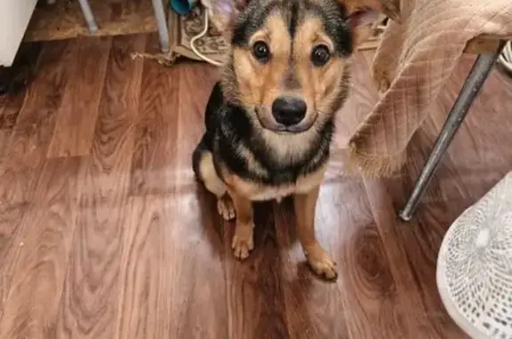 Найдена собака, Щёкино, фото: Собака найдена: д. Луковицы, Ленинский р-н