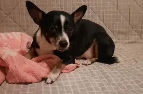 Найдена собака, Саввинская Слобода, фото: Найдена собака, Садовая ул., 5А