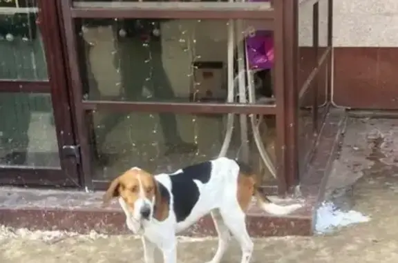 Найдена собака, Брянск, фото: Найдена пугливая собака, Ленина 39, Брянск