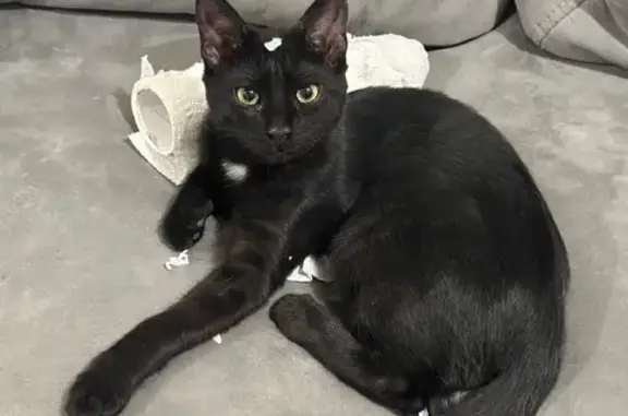 Пропала кошка в Колычево, МО - photo