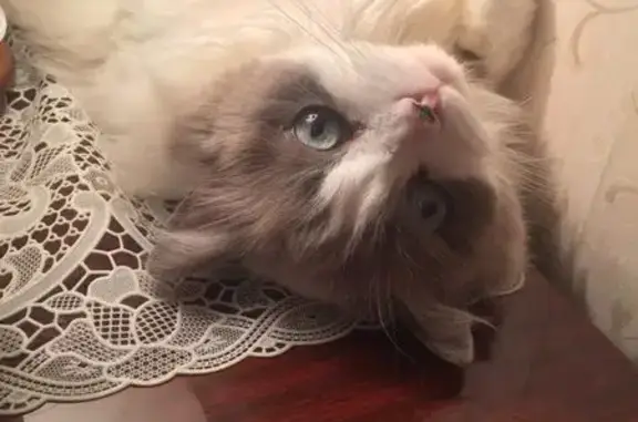 Пропала кошка, Чапаева 15, Казань - photo