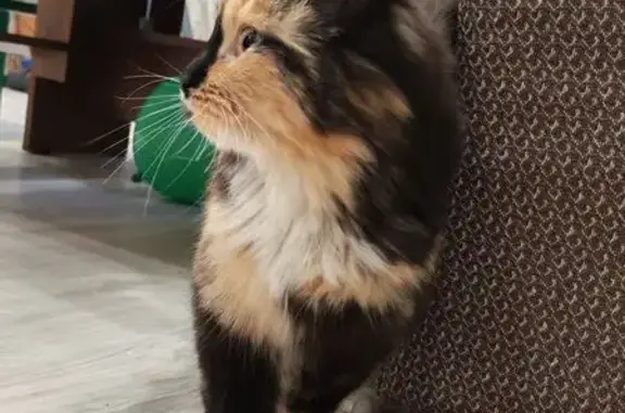 Найдена кошка, Иркутск, фото: Найдена кошка, Зелёный пер., 6, Иркутск