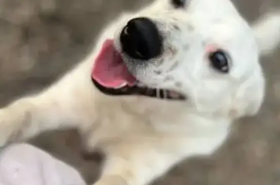 Пропали собаки в Зеленополянском, 19.01 - photo