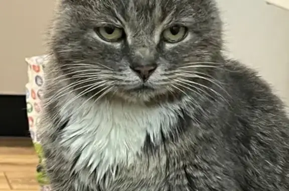 Пропала кошка, ул. М.Горького, Ряжск - photo