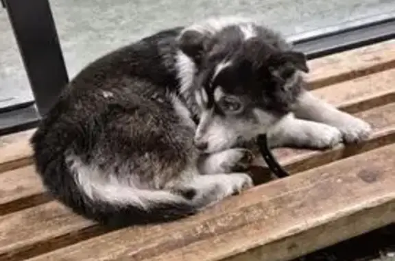 Потерянные животные Горно-Алтайск, фото: Пропала собака, Горно-Алтайск, Алтай