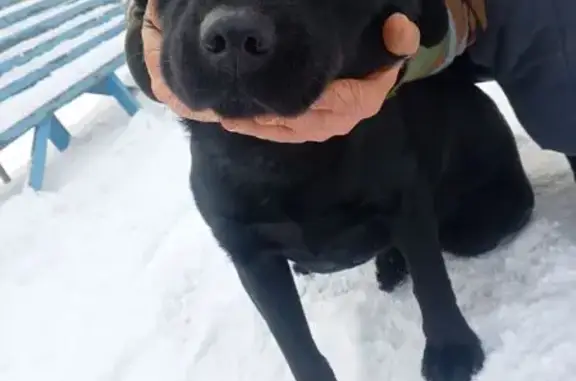 Найдена собака, Магнитогорск, фото: Собака найдена на Просёлочной 23, Магнитогорск