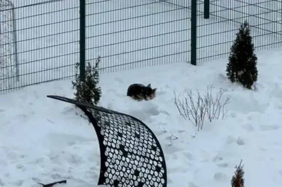 Найдена собака, Казань, фото: Собака найдена: Горьковское ш., 2А к3, Казань