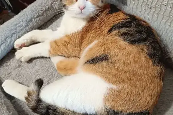 Найдена кошка, Саратов, фото: Кошка найдена: Большая Садовая, 210, Саратов