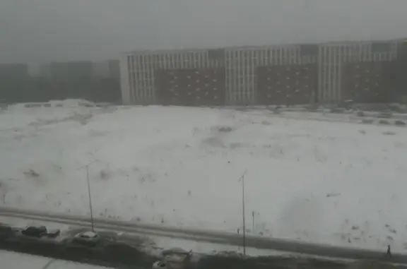 Найдена собака, Санкт-Петербург, фото: Собака найдена у Авиаконструкторов 69