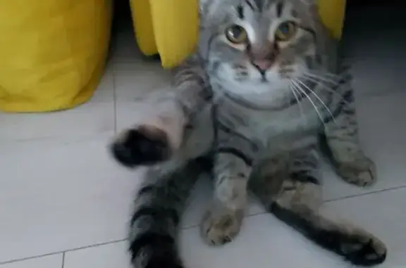 Найдена кошка, Саратов, фото: Кошка найдена: 2-й Украинский проезд, 8