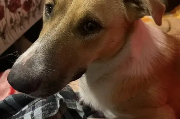 Пропала собака, Офицерская 17, Ростов - photo