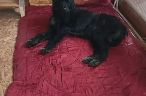 Найдена собака, Волосово, фото: Цвергнауцер найден в Волосово, МО