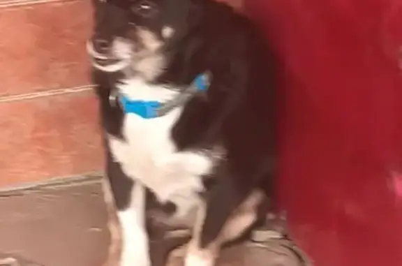 Найденные животные Урюпинск, фото: Собака найдена, ул. Карбышева 23, Урюпинск