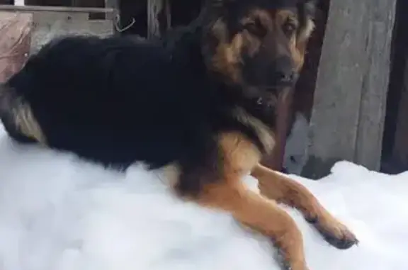 Пропала овчарка, Ярославка, Саратовская обл. - photo